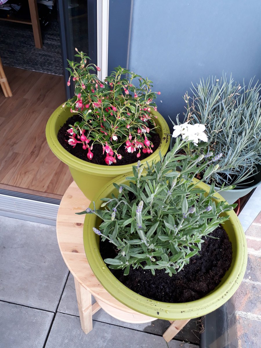 sprucedgardens's tweet photo. We have last minute availability for tomorrow! Call 07868899696 or enquire at https://t.co/e4OHCMz1uL #londongardeners https://t.co/tB9OW4ZTe7