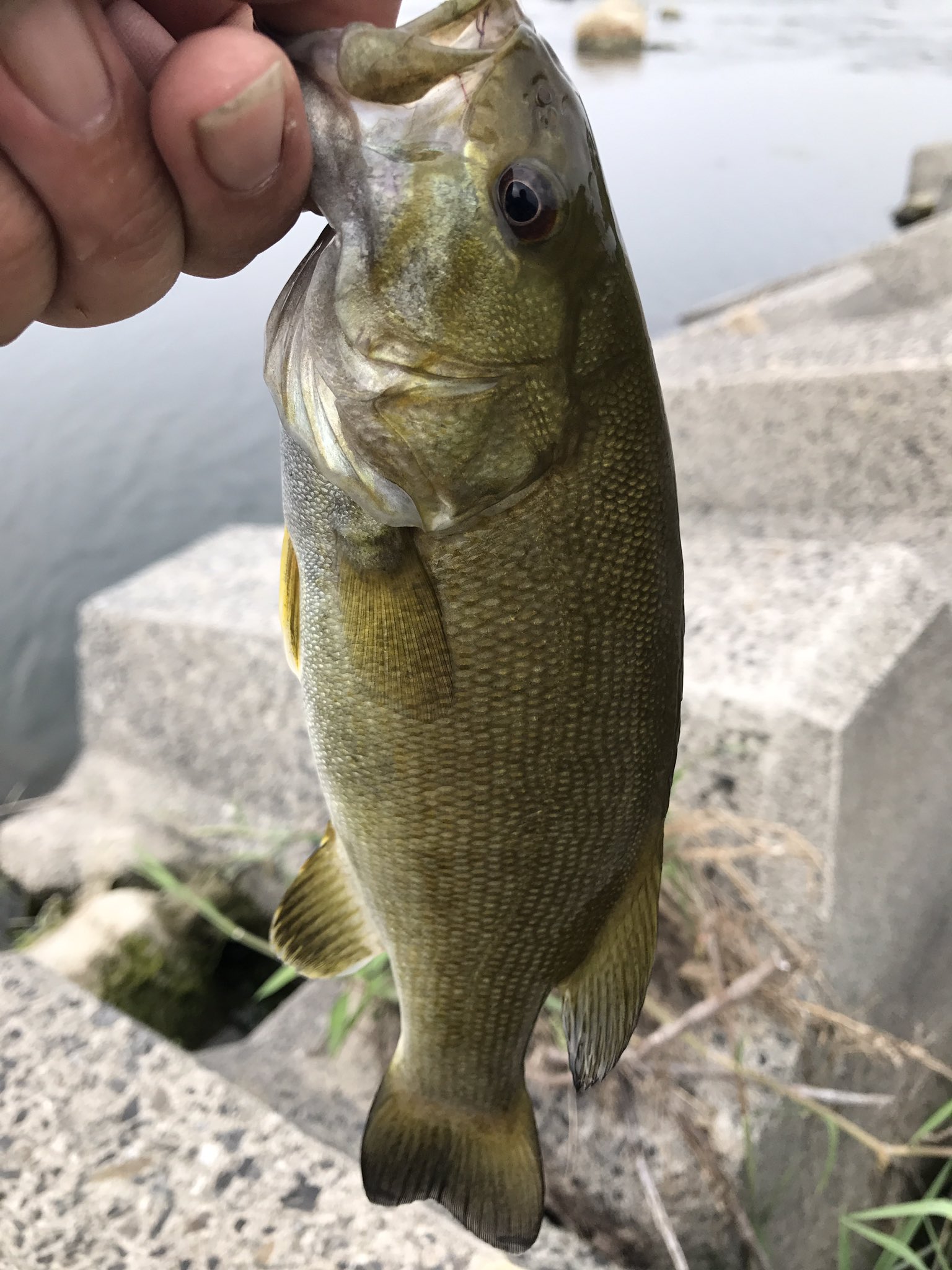 埼玉ブラックバス愛好家 Bass Style Sei Twitter