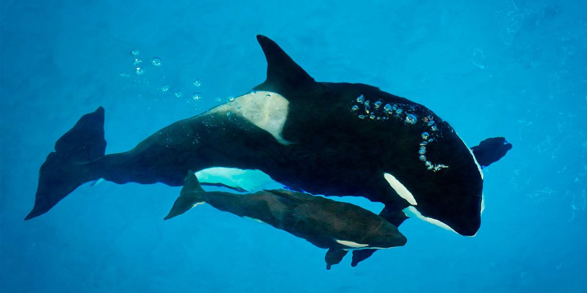 dodo's tweet photo. A baby orca died at #SeaWorld San Antonio on Monday, just three months after she was born. https://t.co/bHb2rYZdD6 https://t.co/p1CDkomILo