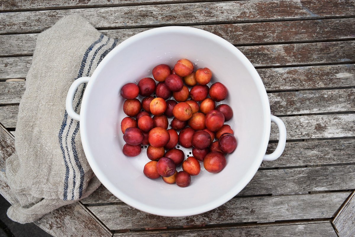 MadeGoodShop's tweet image. Our foraging haul from yesterday! Sweet plums growing wild in the woods &amp;amp; ripe blackberries. Enamel colanders last a lifeitme #riessemaille