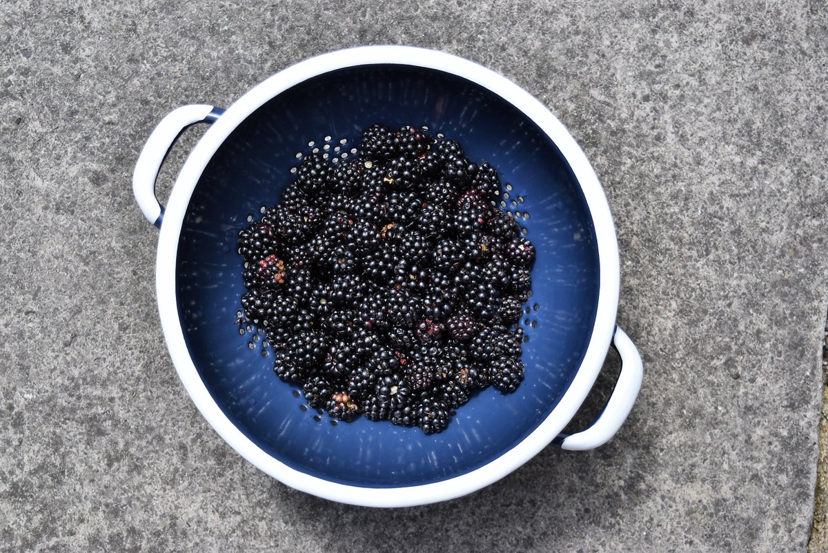 MadeGoodShop's tweet image. Our foraging haul from yesterday! Sweet plums growing wild in the woods &amp;amp; ripe blackberries. Enamel colanders last a lifeitme #riessemaille