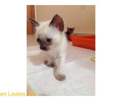 lealesorg's tweet photo. » CUCA
# Gatos para adoptar #adopta #adopción #LealesOrg
+ https://t.co/WCXKRlNOUK
•  Nom: Cuca Sexe: Femella Edat: 1 mes i mig La Cuca va… https://t.co/pDPVkZW5QA