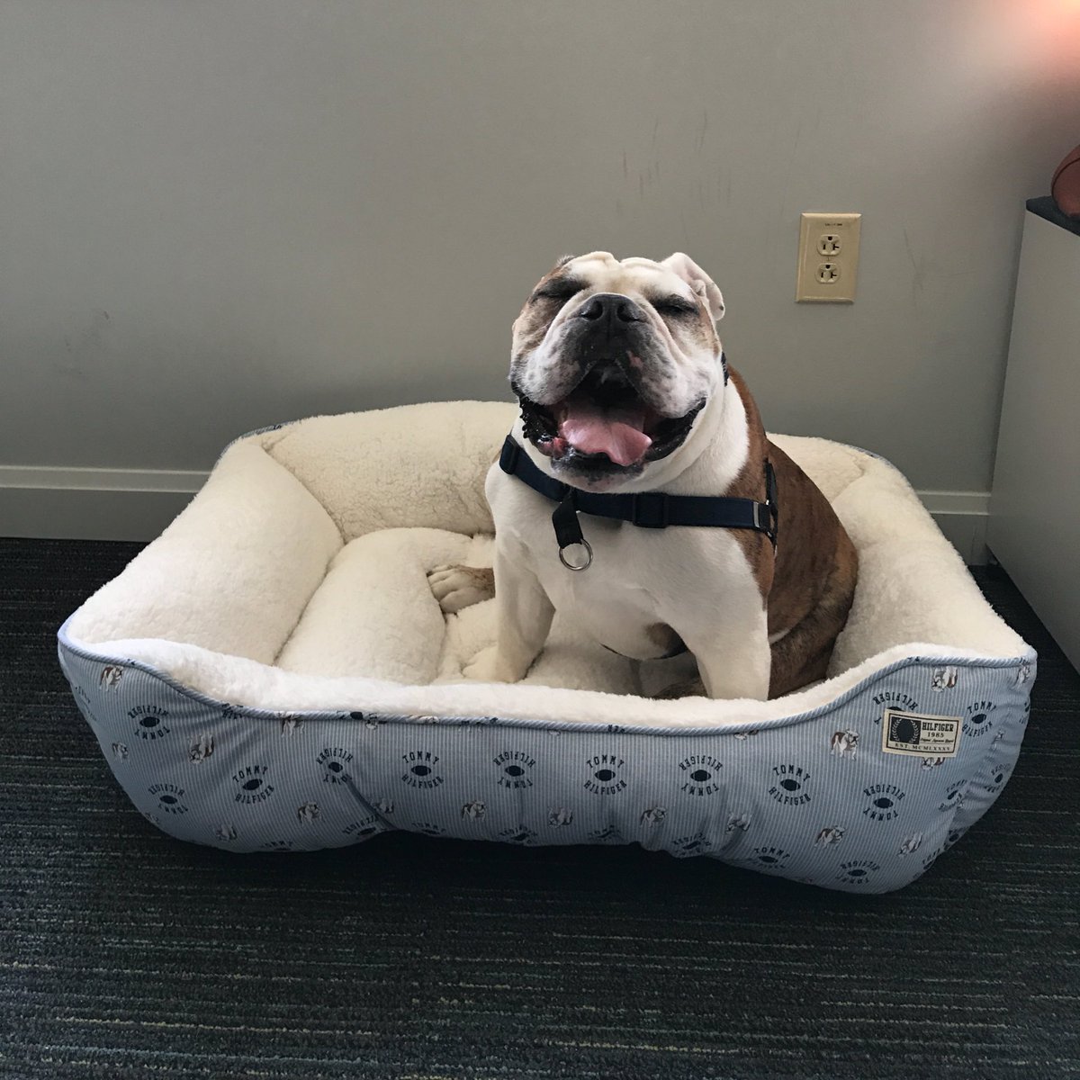 hilfiger dog bed