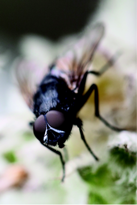 masters_pest's tweet photo. #Flies, typically considered a nuisance, exist in all regions of the US, with more than 240,000 different #species in the world.  #PestTip https://t.co/wUqhZBmTSj