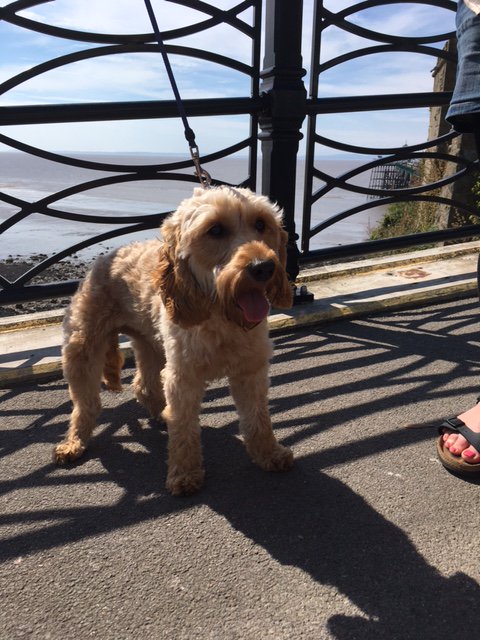ClevedonPierG1 photo
