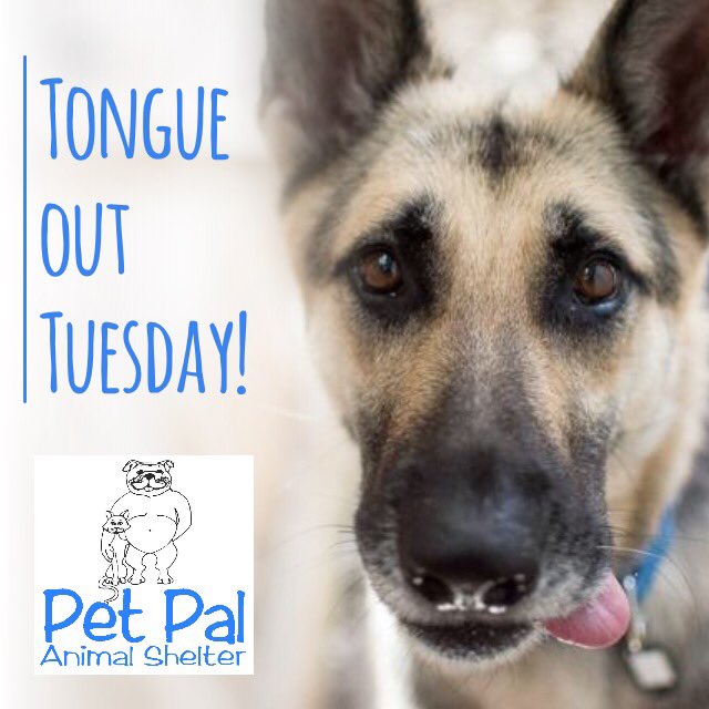 PetPalStPete's tweet photo. Happy Tongue out Tuesday! Love Gidget! #dtsp #fldogs #shelterdogs #tongueouttuesday https://t.co/bT0gkTrfW0
