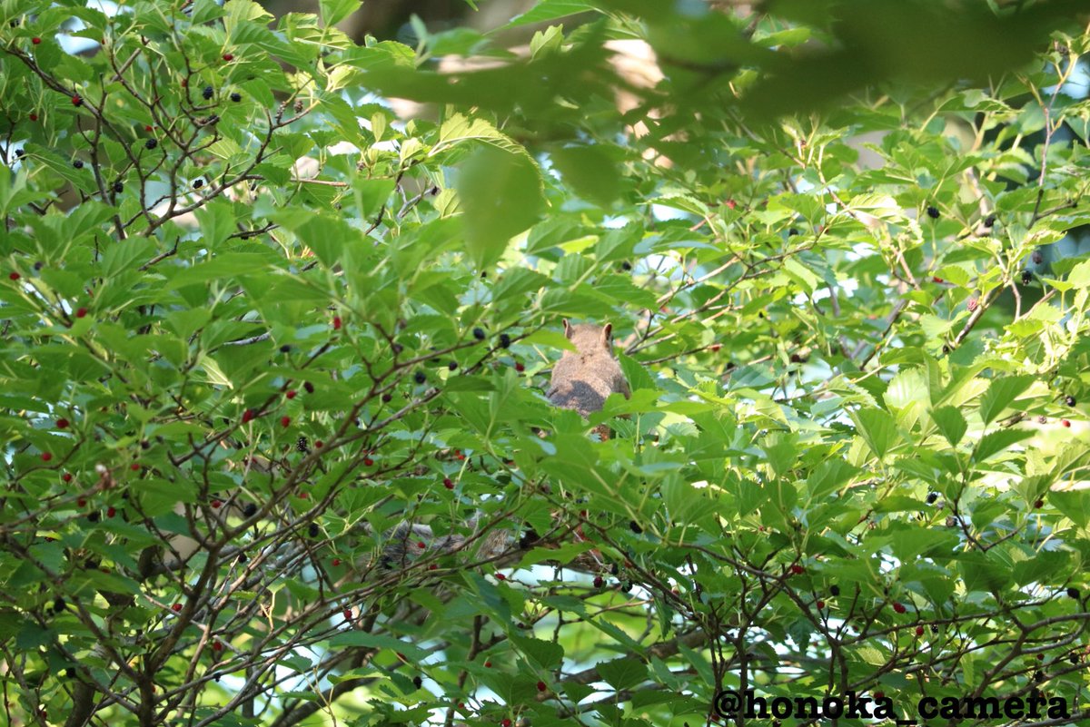 honoka_camera's tweet photo. 少し前ですが、学校に住んでいるリスに会いました🐿💗
癒されます😊 https://t.co/iP37J04Qeu