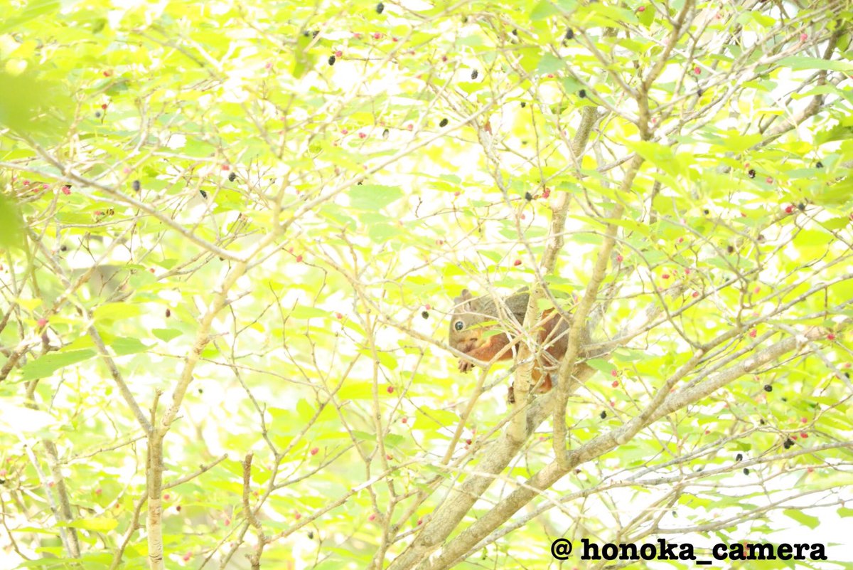 honoka_camera's tweet photo. 少し前ですが、学校に住んでいるリスに会いました🐿💗
癒されます😊 https://t.co/iP37J04Qeu