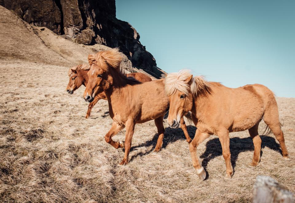 kimcabats's tweet photo. Help Wild Horse Sanctuary rescue the unwanted horses, by providing them with a safe haven #Horses #TuesdayTips https://t.co/OwJyPI5Lue https://t.co/5mGiFNrsRH