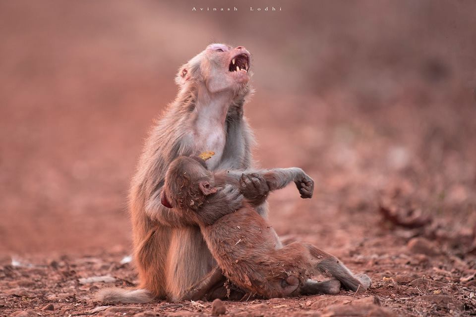 YrBeauty_inside's tweet photo. Heartbreaking photo of monkey ‘crying’ after her child collapsed https://t.co/2FfprRXLry via @takeitraw.com https://t.co/9VQhUxHv4g