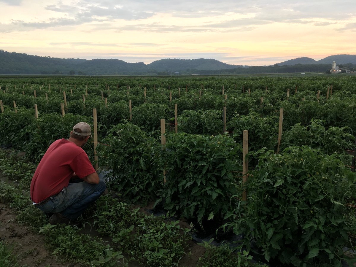 featherstonefv's tweet photo. Crop Report! Cherry Tomatoes and Watermelon are only days away, friends! #hotsummernightsplease #MNfarming https://t.co/XvV6iFJ7v1