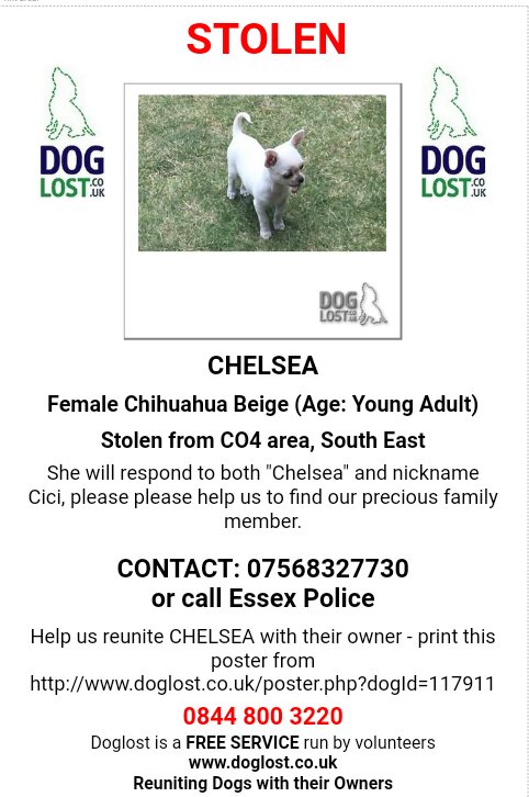 Chelsea #female #chihuahua #STOLEN from home #Colchester #CO4 <a href="/EssexPoliceUK/">Essex Police</a> investigating doglost.co.uk/dog-blog.php?d… <a href="/DoglostUK/">DogLost</a> <a href="/DoglostCj/">DoglostCJ</a>