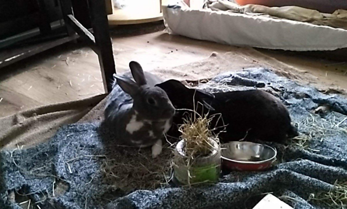 effieandoreo's tweet photo. Many thanks to bunnymummy @BrittaJarvis who took very good care of us last week when meanyface @spektijim was off on holidays  <3 #bunny https://t.co/HeRs4rs6FX