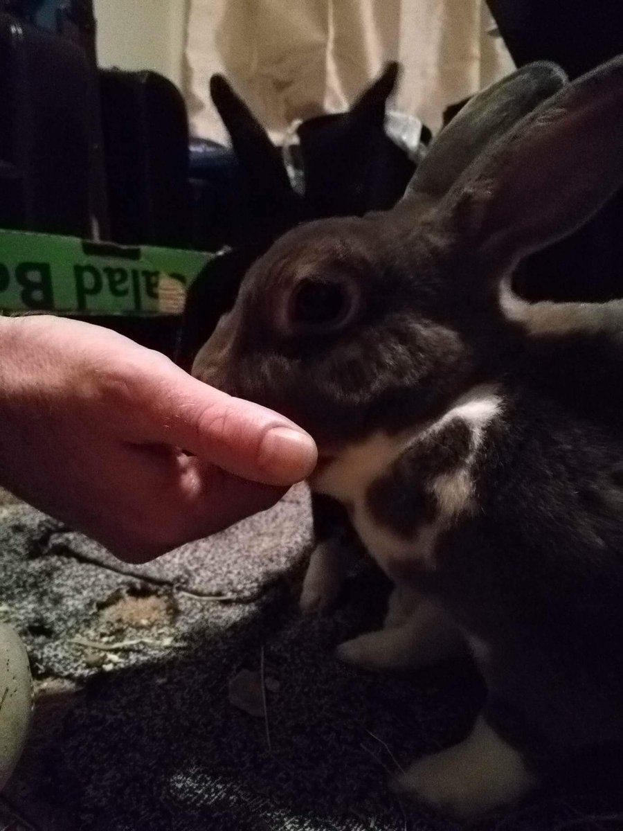 effieandoreo's tweet photo. Many thanks to bunnymummy @BrittaJarvis who took very good care of us last week when meanyface @spektijim was off on holidays  <3 #bunny https://t.co/HeRs4rs6FX