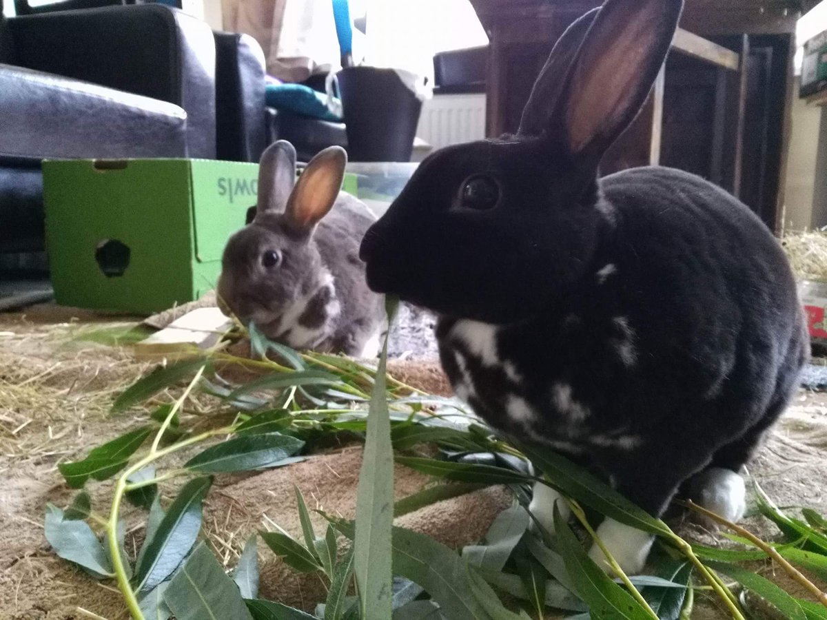 effieandoreo's tweet photo. Many thanks to bunnymummy @BrittaJarvis who took very good care of us last week when meanyface @spektijim was off on holidays  <3 #bunny https://t.co/HeRs4rs6FX