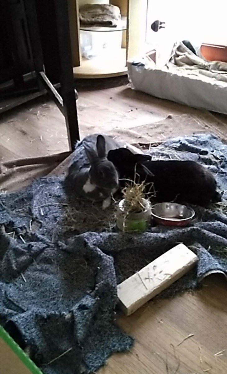 effieandoreo's tweet photo. Many thanks to bunnymummy @BrittaJarvis who took very good care of us last week when meanyface @spektijim was off on holidays  <3 #bunny https://t.co/HeRs4rs6FX