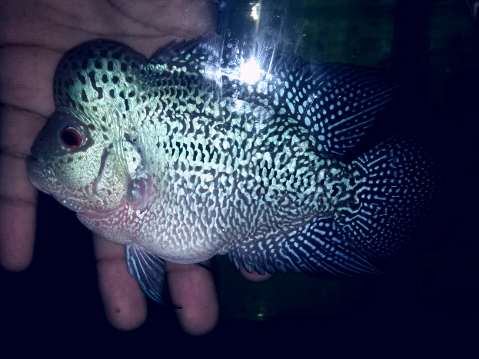 #superredmagma #ikanLouhanIndonesia #P2LI