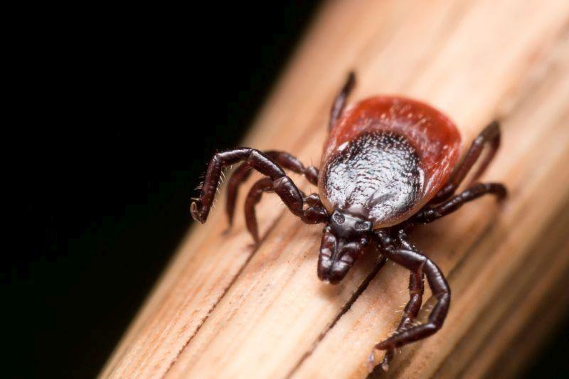 Addison County Tick Population Doubles From Last Year bit.ly/2uytEBv https://t.co/adys6kYZaN