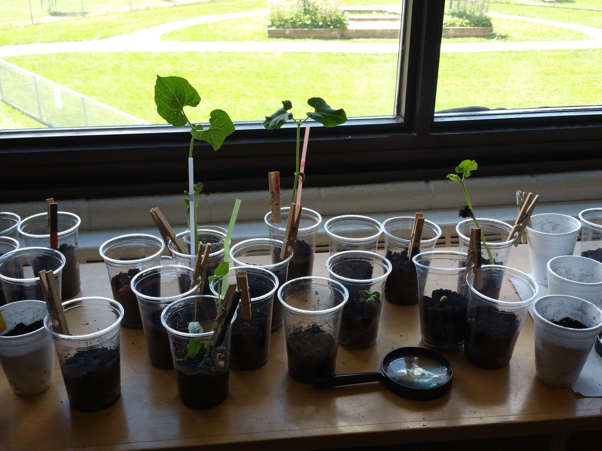 ValiaReinsalu's tweet photo. Air is all around us. Harness it! Started the #puffmobile challenge..oh &amp; some beans are growing too #fun #tdsbsummerschool 2/3 @cdgonline https://t.co/rfUFAinGqz