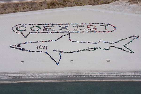 KatePow3ll's tweet photo. students from hong kong, san francisco and san diego raising awareness about the state of ocean wildlife and our duty to protect it. https://t.co/KqvdlQxyxL