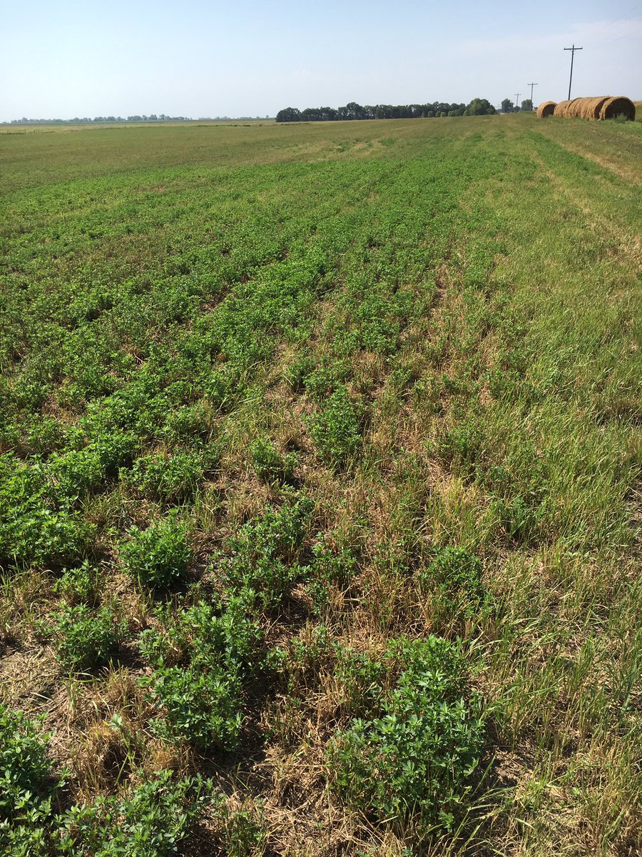 NRCS_SD's tweet photo. Great progress healing #SickSoil 15-yr demo Beadle Co Cons. District #saline #sodic #croprotation #covercrops learn w @NRCS_SD @SDSUiGrow https://t.co/ULxOvdN1Z3