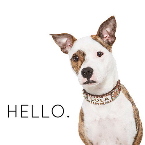 lolathepitty's tweet photo. Throwback to Lola's 15 minutes of fame as a Dog Model 😂. Has your dog ever modeled? While it was definitely cool, … https://t.co/DbK18PG70l https://t.co/D3rgdK9aVn