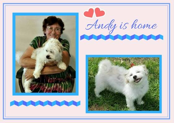 DogsOnTheMove's tweet photo. After a harrowing time recovering from a car accident and heartworm, the lucky #dog Andy is all healed up and happy in caring home! https://t.co/JhxK5q1ra7