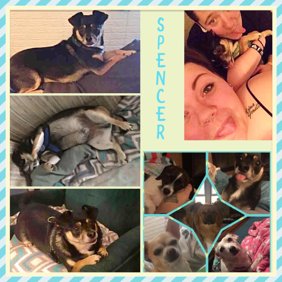 DogsOnTheMove's tweet photo. Back in 2013, the cute #dog Spencer found his way into the #Miami shelter. He found a forever home in 2014, and look how happy he's been! https://t.co/tbKsf4JXSO