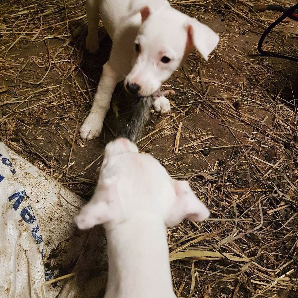 NesFarm's tweet photo. It's a good day to be a puppy around here 
#jackrussellterrier #rathunting #puppy https://t.co/QvgKBQsI9N https://t.co/JO9gOkMfak