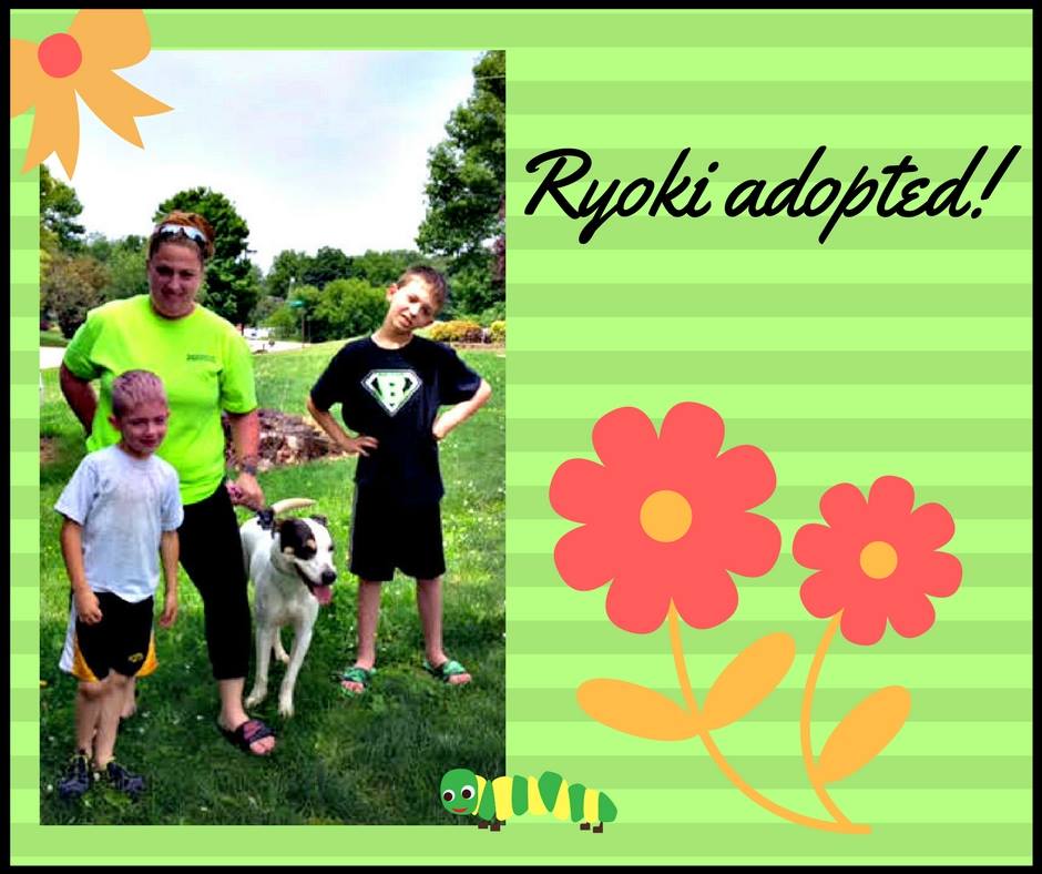 DogsOnTheMove's tweet photo. The gorgeous #dog Ryoki was in the #Miami shelter in both 2016 and 2017, but we've since found her a loving forever home in the #Midwest! https://t.co/1rXDELPFwe