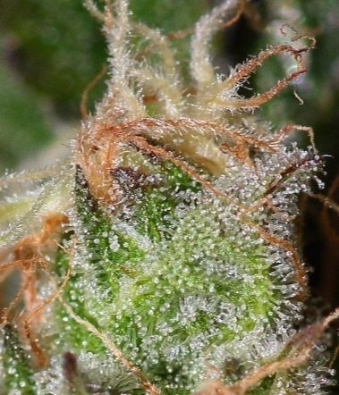 mrniceseedbank's tweet photo. #EarlyQueen 🌱🔍🔬
.
A winner of hearts 💚 for its economic quick returns and practicality. A full-flavored product to be enjoyed wholeheartedl… https://t.co/oIwxKdHSmV