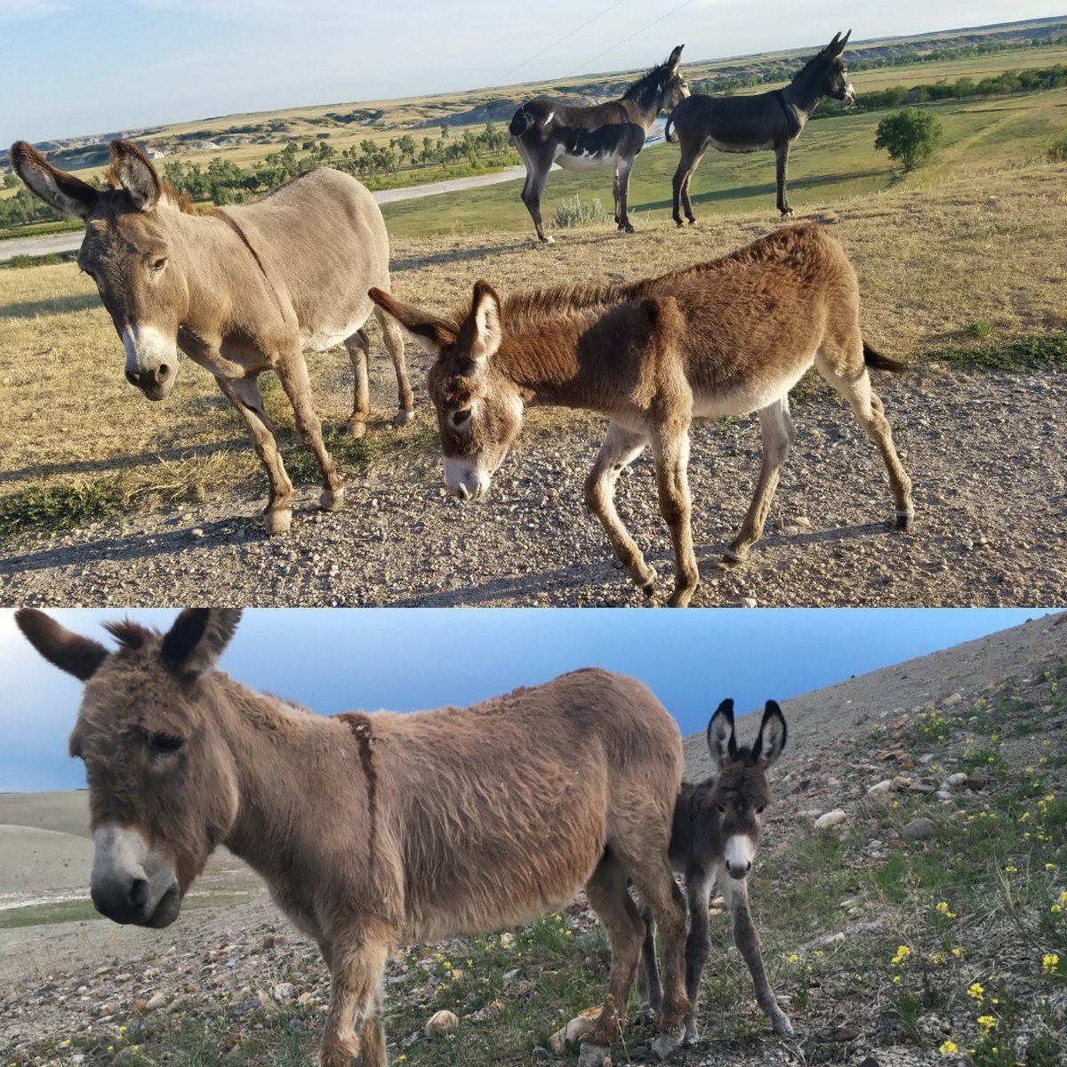 NomaditAgain's tweet photo. Look at this little guy grow!  The baby donkey is a very curious and friendly little guy.  #circleviewranch #workcamping #nomaditagain https://t.co/kekTnEXqrm