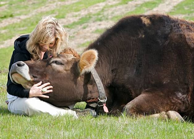 IdogsOnline's tweet photo. Not just considering about cows being sacred animals, stop the torture of animals on a species-wide basis.

#idogs https://t.co/Yvknm0HUKm