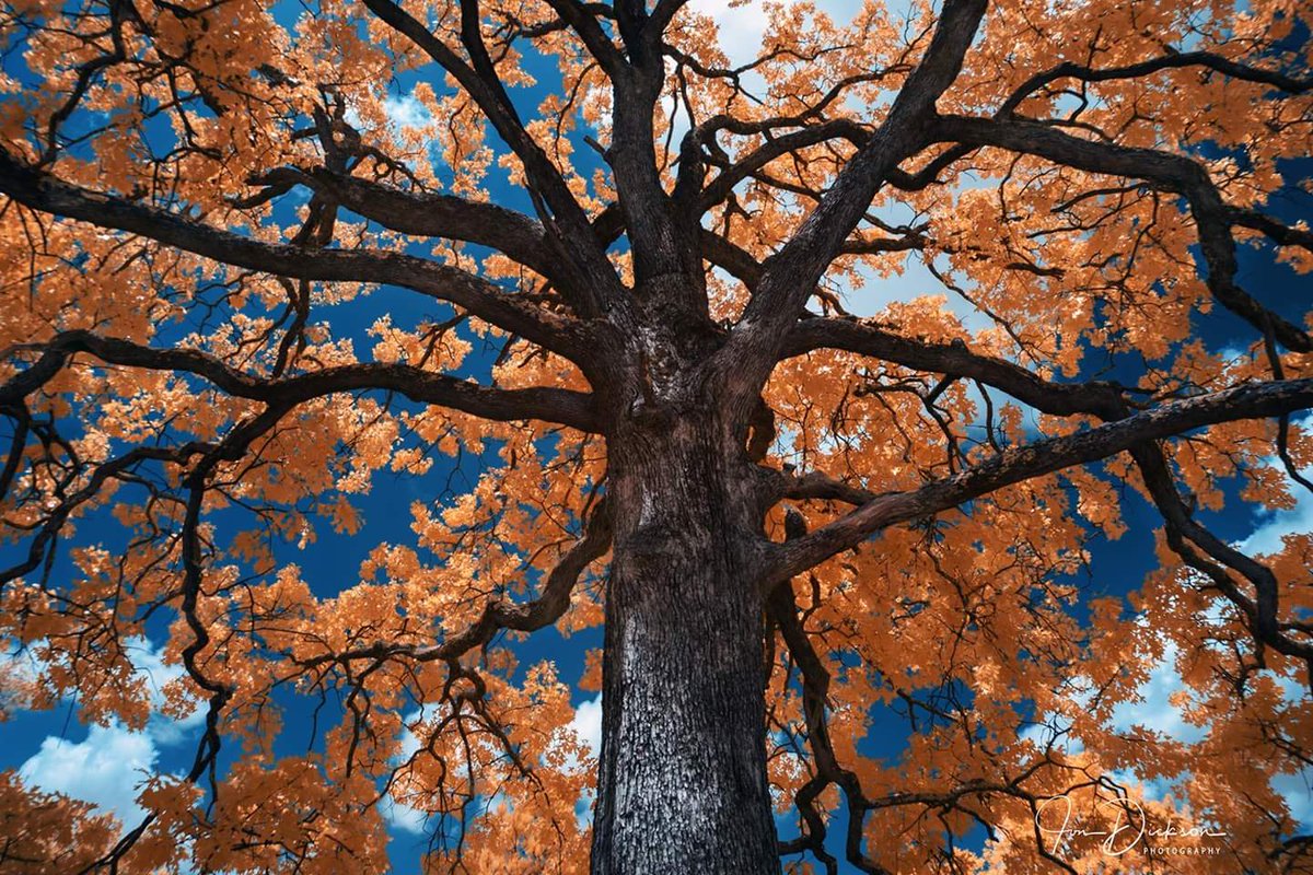 Jondicksonphoto's tweet photo. Georgia Tree
#photography #georgiatrees #amazingsummerday #infrared #infraredphotography #perfectday https://t.co/xKU47pUDD6