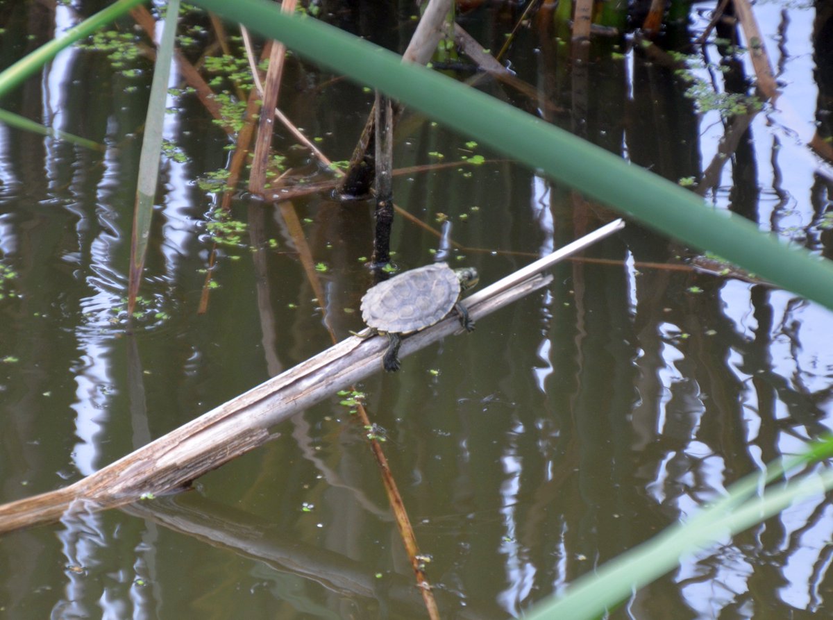 rbg_science's tweet photo. Out on a limb? Baby #NorthernMapTurtle basking Sunday at Sunfish Pond, @RBGCanada #HamOnt https://t.co/KSaKLYiOu1