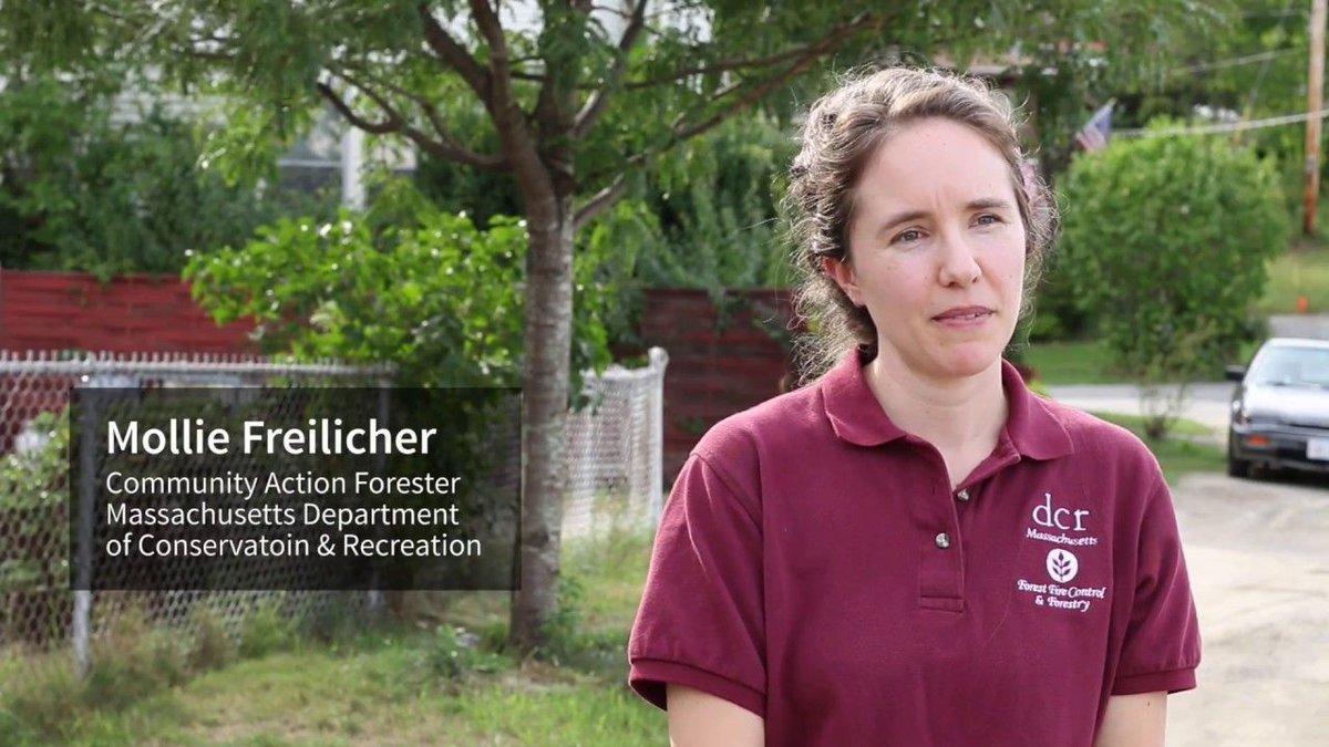 USDAClimateHubs's tweet photo. Short video on urban #treeselection from a @MassDCR Community Action Forester >> https://t.co/QYY3a6R8Ih https://t.co/mdNt1gJmbQ