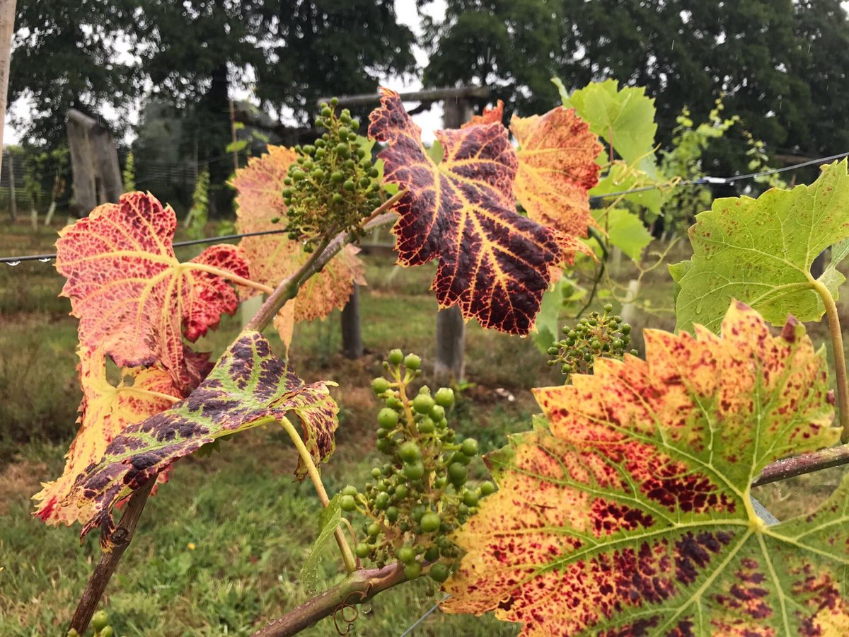 staghuntsman's tweet photo. Our team recently enjoyed the Chiltern winery and brewery tour &amp; tasting. Thank you Donald and team for a great day at Old Luxters! #local https://t.co/zykubMknCH