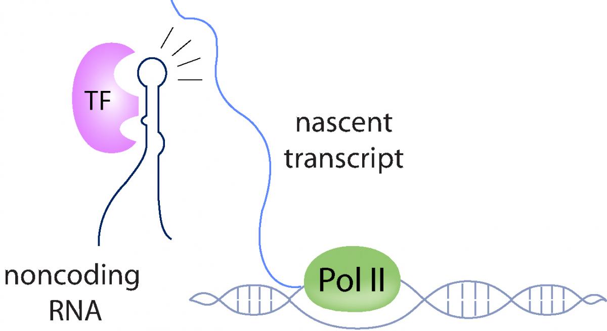 Pitt_PMI's tweet photo. Interested in long-noncoding #RNA in #viruses and #cancer? Meet Nara Lee #JoinPMI https://t.co/lPM7M6gkPk https://t.co/ef4EwRwmCI