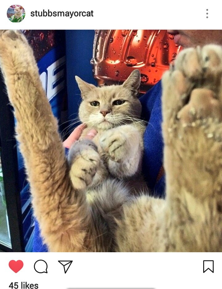 JelenaMKandic's tweet photo. #TravelTuesday ↔ #Talkeetna #Alaska 

#RIPStubs #MayorCat #StubbsTheCat went #OTRB 💖🌈💖 last night.

#AmbassaCats &amp; #CatsofTwitterbsalute.🐾🙏🐾 https://t.co/iXXqA7Upky