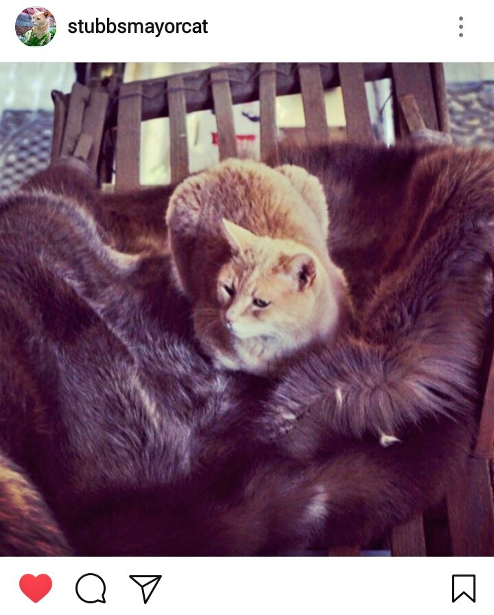 JelenaMKandic's tweet photo. #TravelTuesday ↔ #Talkeetna #Alaska 

#RIPStubs #MayorCat #StubbsTheCat went #OTRB 💖🌈💖 last night.

#AmbassaCats &amp; #CatsofTwitterbsalute.🐾🙏🐾 https://t.co/iXXqA7Upky
