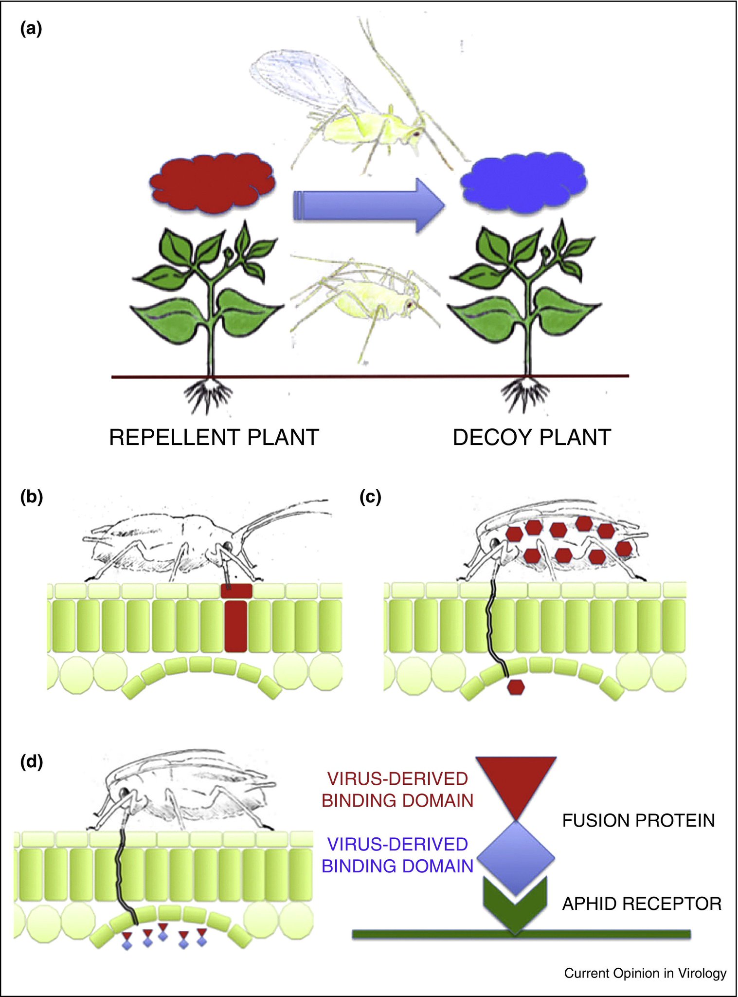 Simon Cornelis Groen on Twitter: "How to engineer resistance to plant
