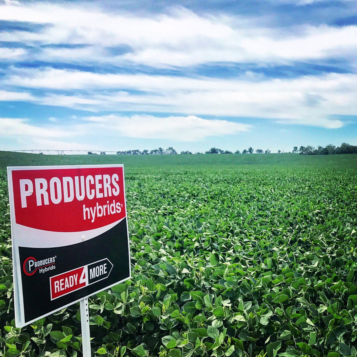 GavinRKenney's tweet photo. These Producers Hybrids 3014NRX xtend soybeans are looking great! #PHProjectRed @ProducersHybrid https://t.co/LoEFJHQQ0x