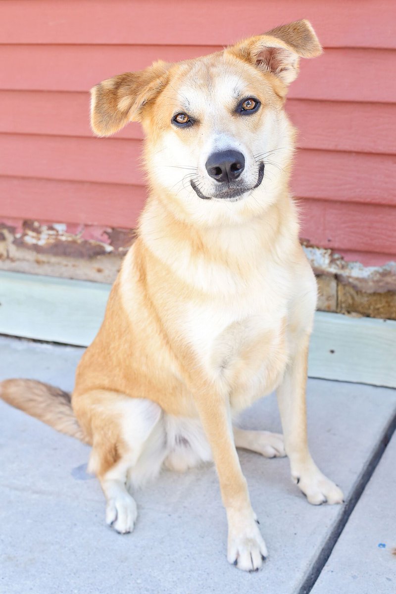 Oh Boy! The PAWS WALK is finally here! Join us tonight, Rheault Farm at 6pm! homewardonline.org/paws-walk-2017/ #PawsWalk17  #StrideForStrays #PetParty