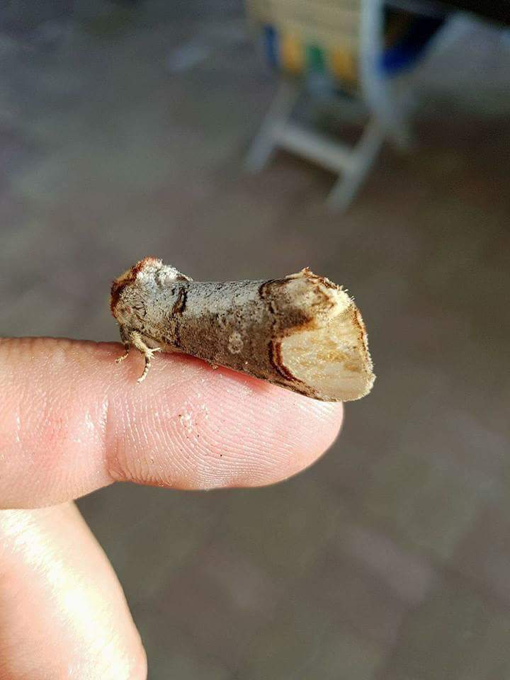 bilimveyasam's tweet image. Kıymık görünümlü bir güve.
#bilim #doğa #böcekler