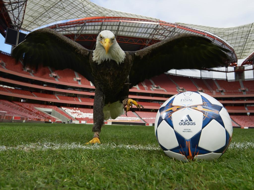 JanFHagen's tweet photo. BREAKING: Benfica have rejected an offer from AEK Athens who wanted to loan Benfica eagle Vitória for the opening of their new stadium. [MF] https://t.co/8cmsT2h4I5