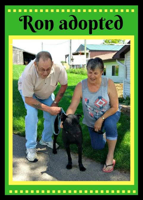 DogsOnTheMove's tweet photo. Ron was high risk down in #Miami for being a big black #dog, but we vetted him and quickly found him a loving home in the #Midwest! https://t.co/7ZAijUSxzv
