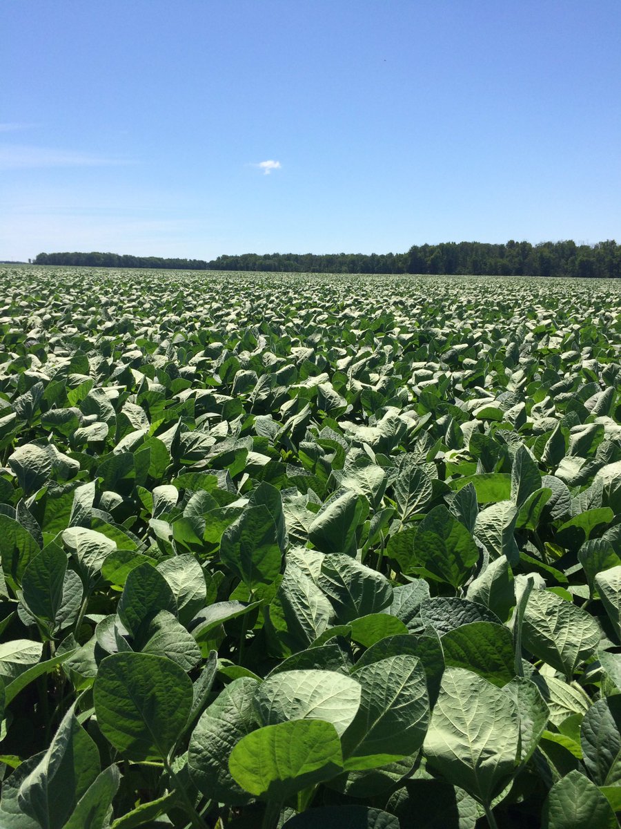 Beechwood_Agri_'s tweet photo. Checked on our test plot today near forest ON. IP soys are looking great! #ontag #ipsoys #syngenta #oac #testplot17 https://t.co/OWo8XPIa4Y