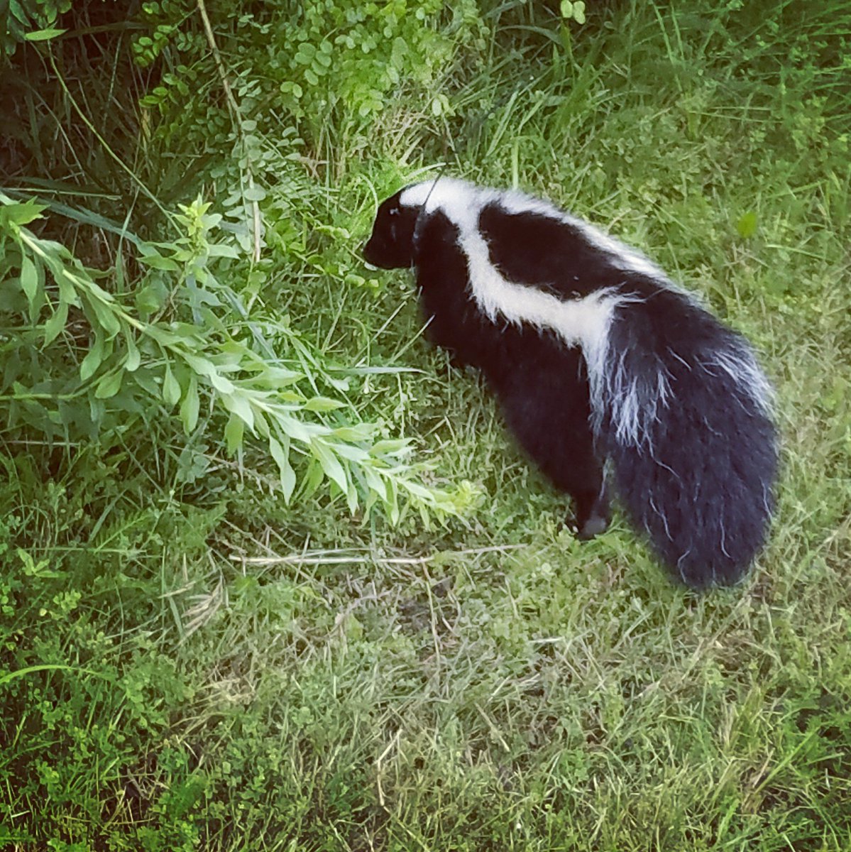 anna_skunk_girl's tweet photo. I recaught this guy >4.5 km south from where he was originally captured! CRAZY! #travel #urbanskunk #dispersal #trek #bestfloof https://t.co/8AnN6szskR