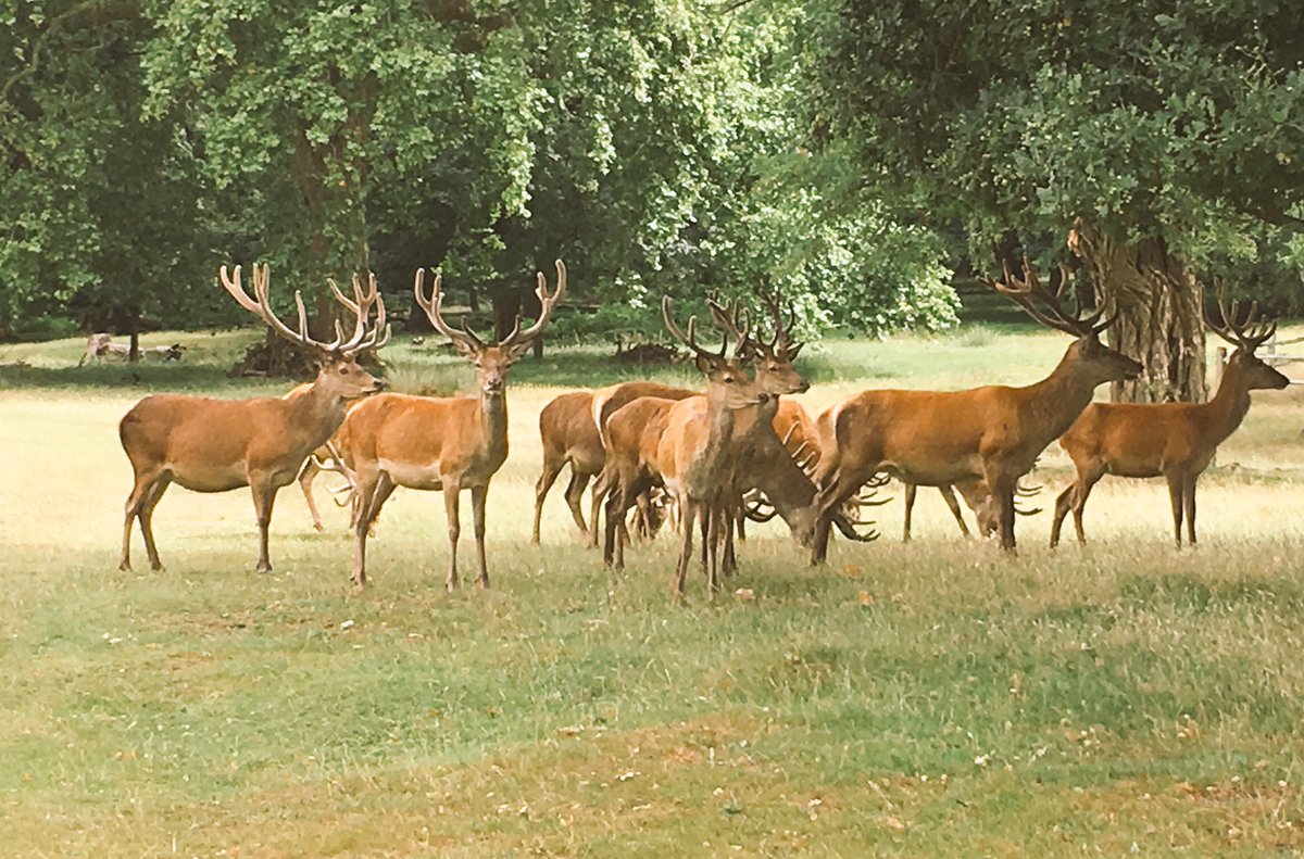 Deer in Richmond park watching me training for the Prudential Ride 46 on Sunday #ridelondon #prugoals