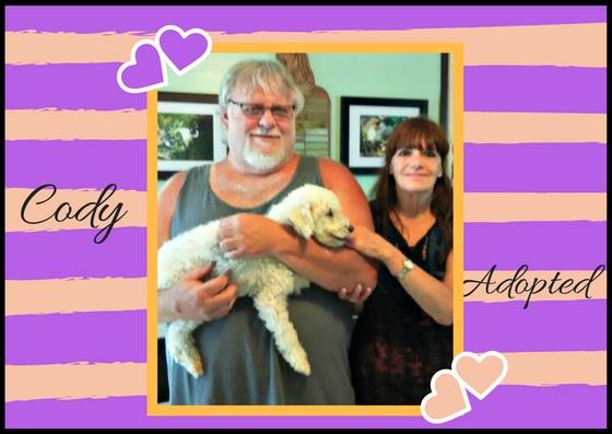 DogsOnTheMove's tweet photo. The fluffy, lamb-like Cody was passed over in #Miami, but after a quick bath, found a loving forever home! https://t.co/gbs5YiY4Ie